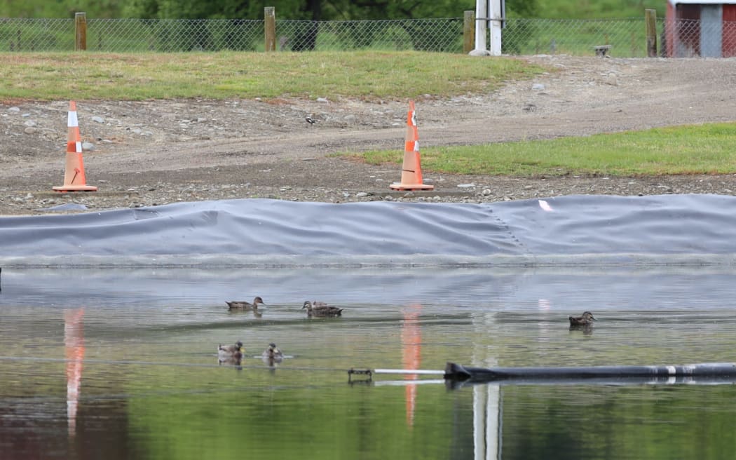 Lloyd Faulkner wonders if that ducks that swim on the wastewater treatment pond next to his property carried the disease onto his property.