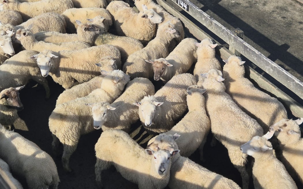 There's good money in sheep these days.