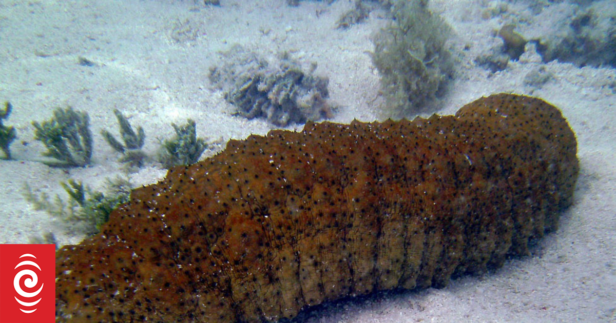 Three men fined in Tonga for poaching nearly 30,000 sea cucumbers