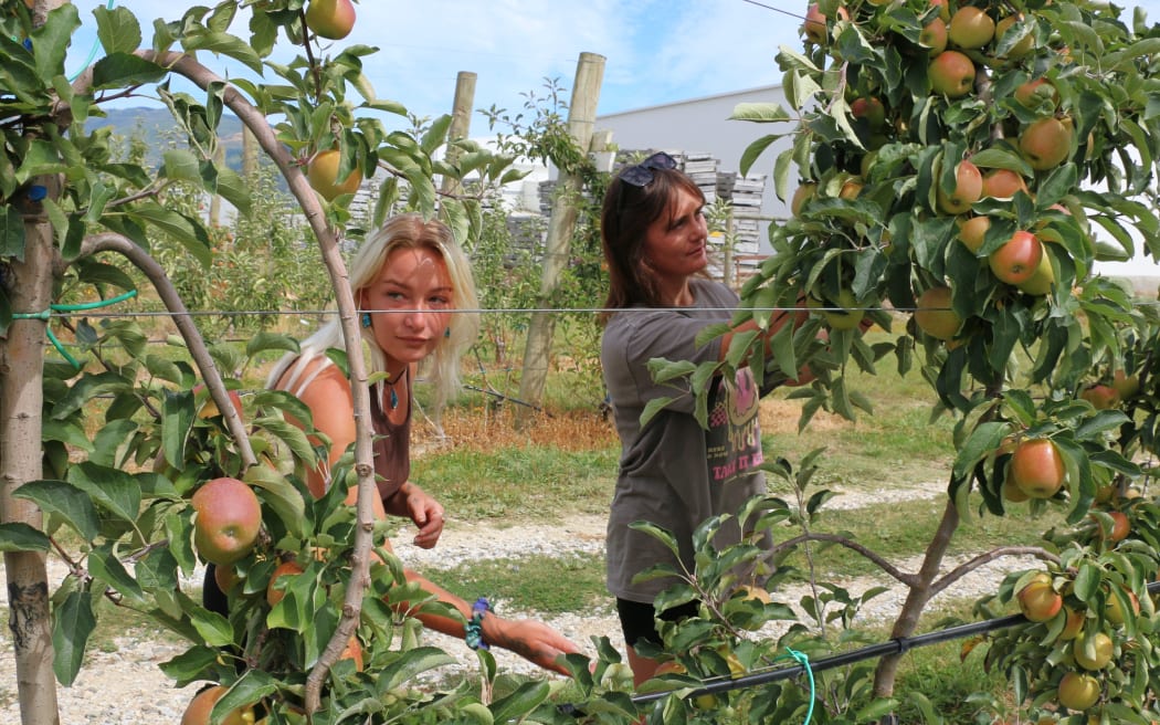 Kaahu Birdling and Jordan Popata Thomas Brothers Orchard