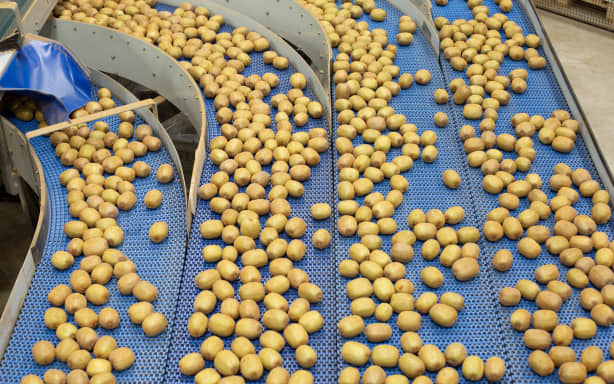 Another record kiwifruit harvest | RNZ