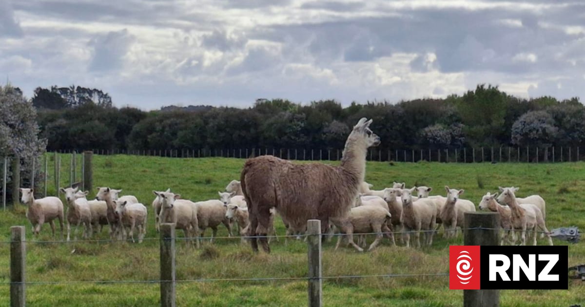 Llamas reduce number of dog attacks on sheep on Auckland council farms