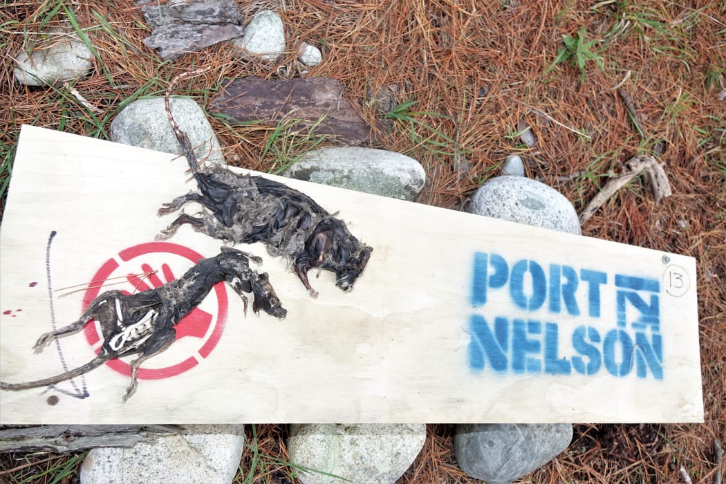 Dried rats on Haulashore Island.