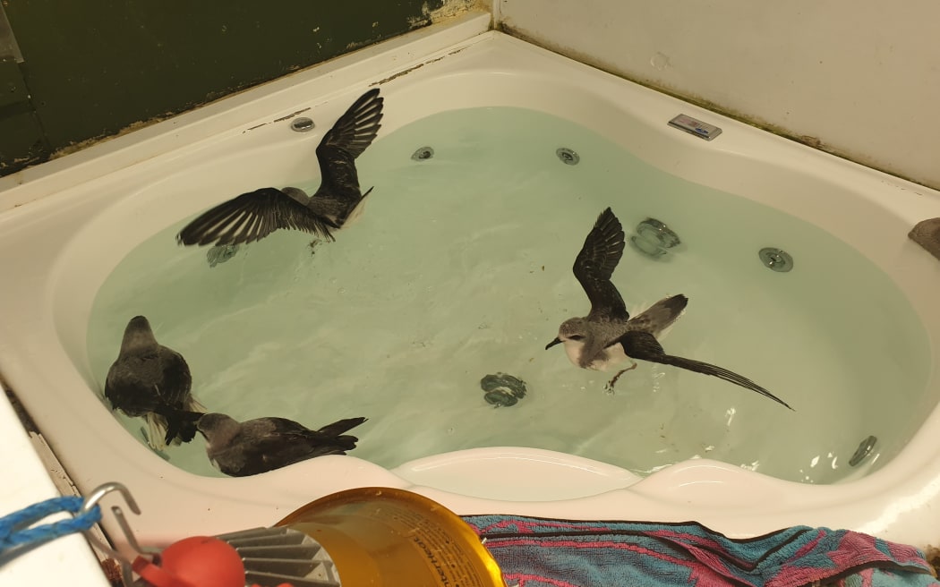 Four grey seabirds in a spa bath. Two have their wings outstretched