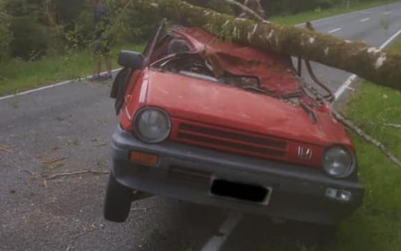 Ryan Walsh survived after a tree fell on his car.