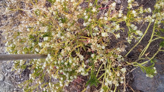 A picture of flowering Cooks Scurvy grass at Charlesworth Reserve