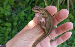 Gecko + Lily Tidwell