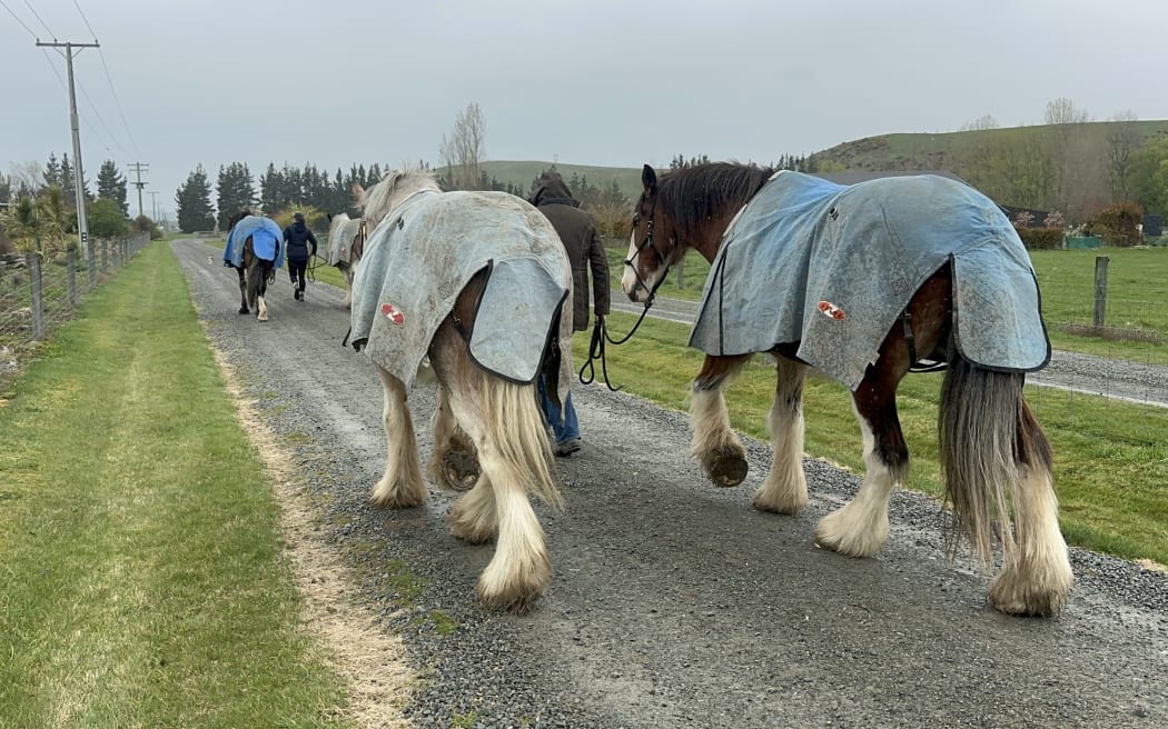 A group of Clydesdale horses walking along the road