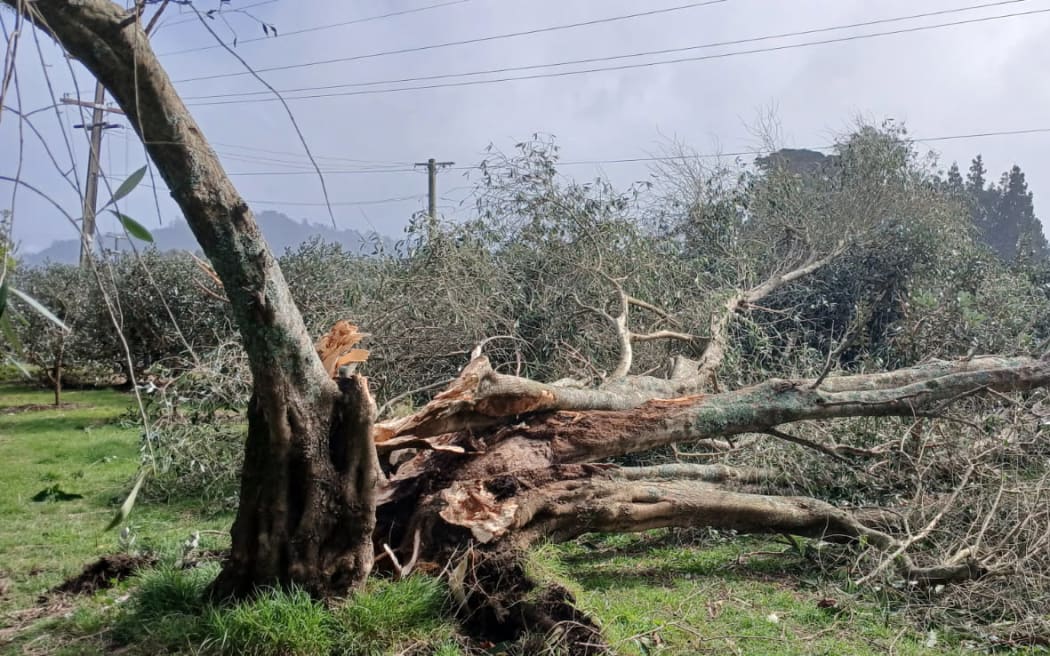 Strong winds over the weekend also felled large trees across the region.