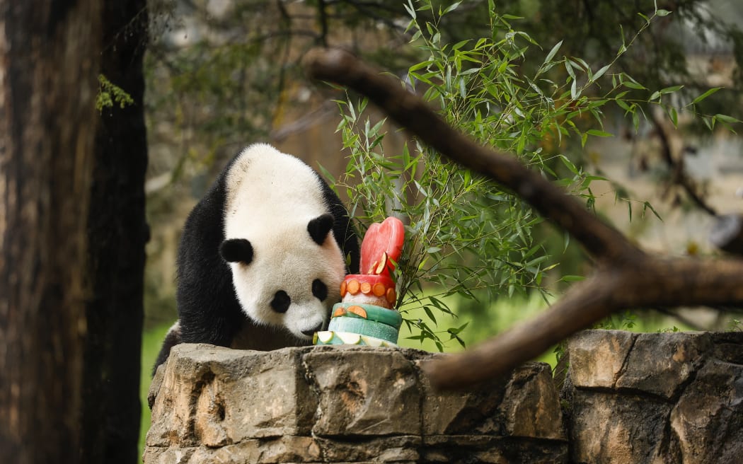 Male giant panda Xiao Qi Ji eats a frozen fruit cake in his enclosure during a 'Panda Palooza' event at the Smithsonian National Zoo on September 23, 2023 in Washington, DC.