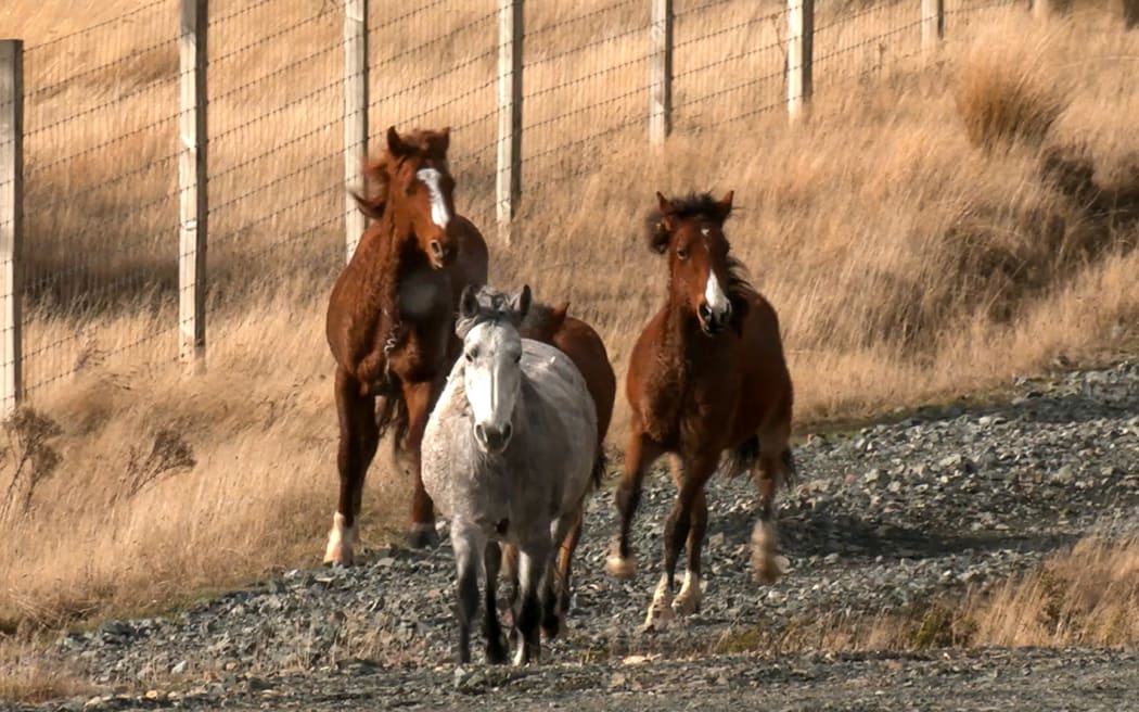 Kaimanawa horse muster Waiouru