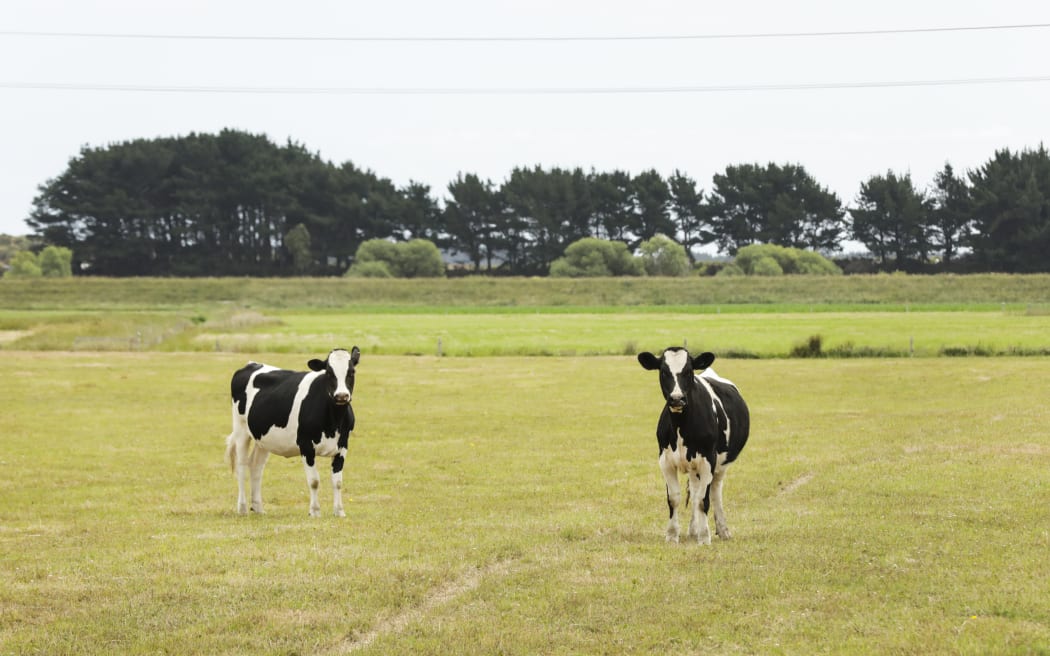 Dry land and cows, parched land in central North Island.