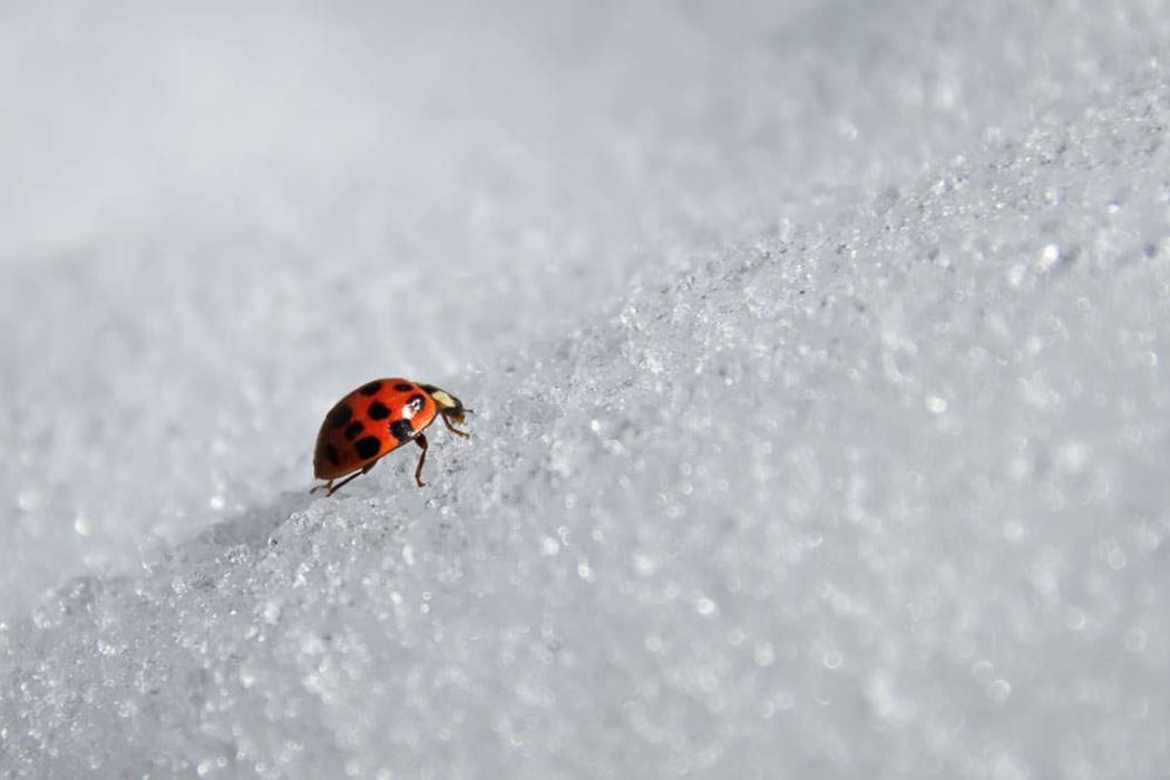 Ladybird in the snow