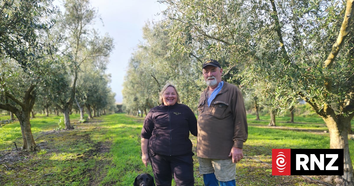 Country Life: From sheep and beef to growing olives