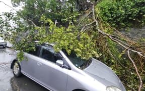 Trees blown down in the Wellington suburb of Brooklyn.