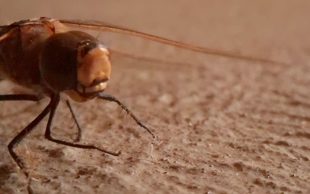 Larger insects like dragonflies, with their compound eyes and intricate wing vein patterns, make good macro subjects for phones.