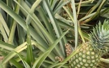 Pineapple