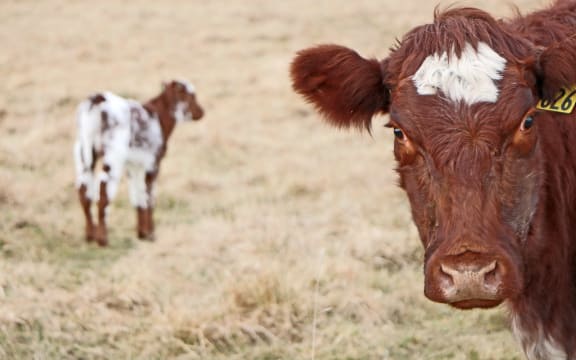 Cow and recently born calf in McKenzie District