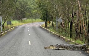 Crocodile in Northern Territory - single use