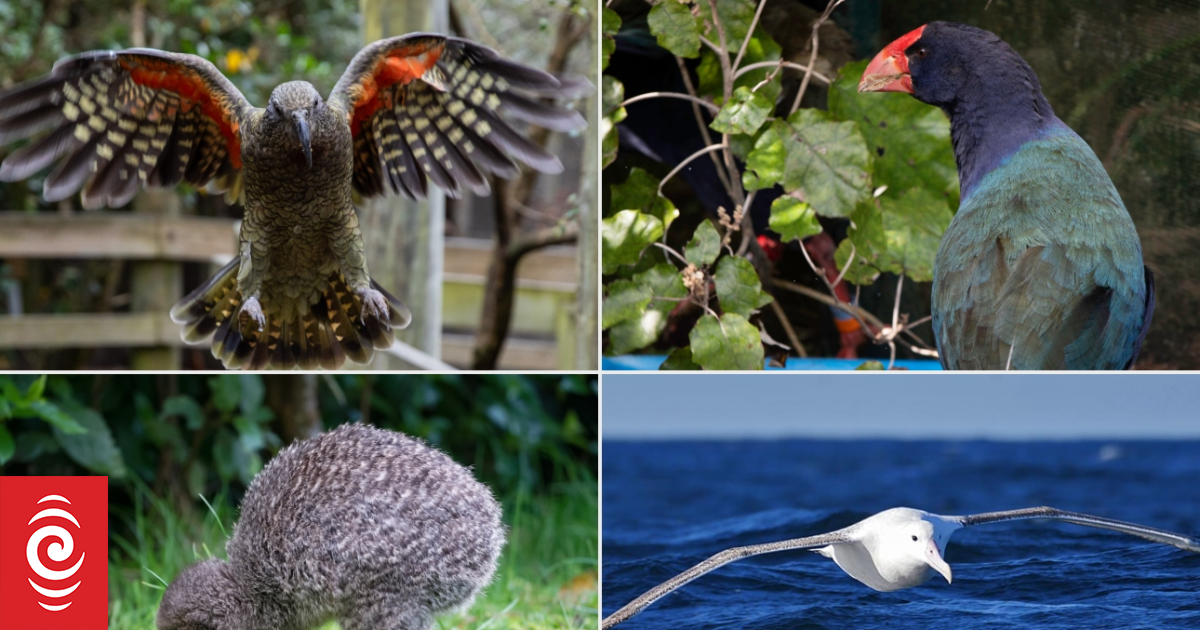 Bird of the Year 2025 winner set to take flight