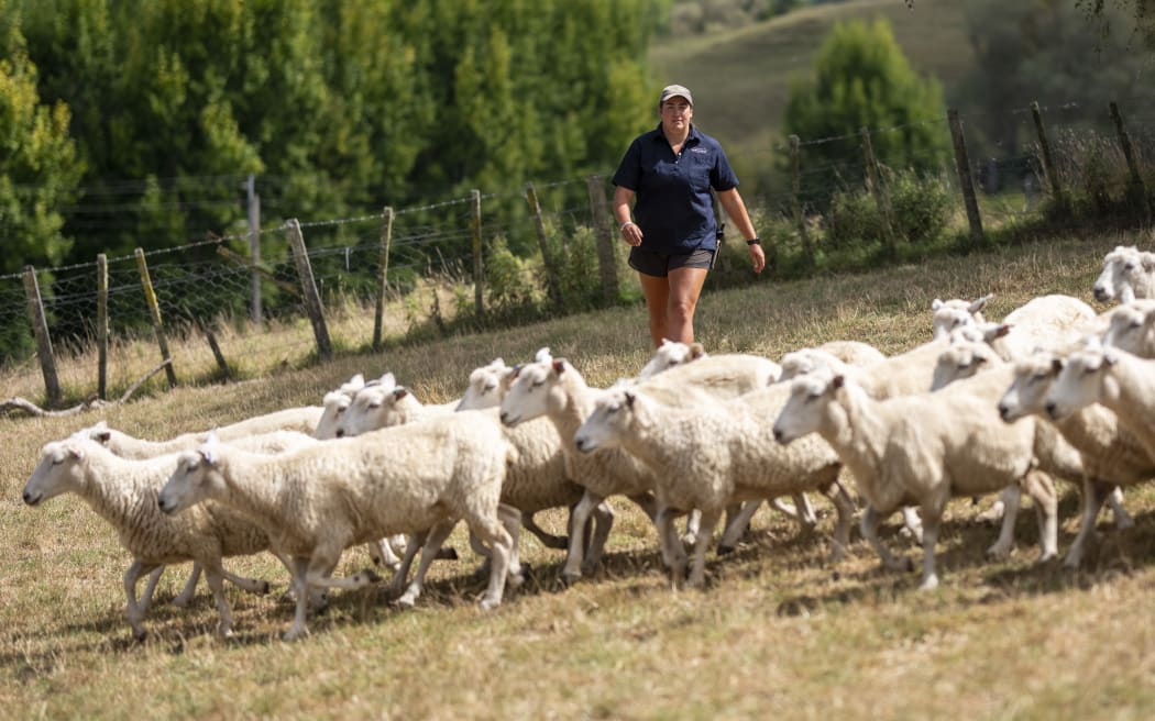 Watson is a Shepherd General on Verry Farm near Te Kuiti
