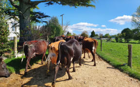 A dairy herd makes its way to the milking shed