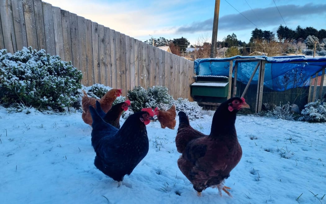 Snow in the hill suburbs of Dunedin, 2 July, 2023.