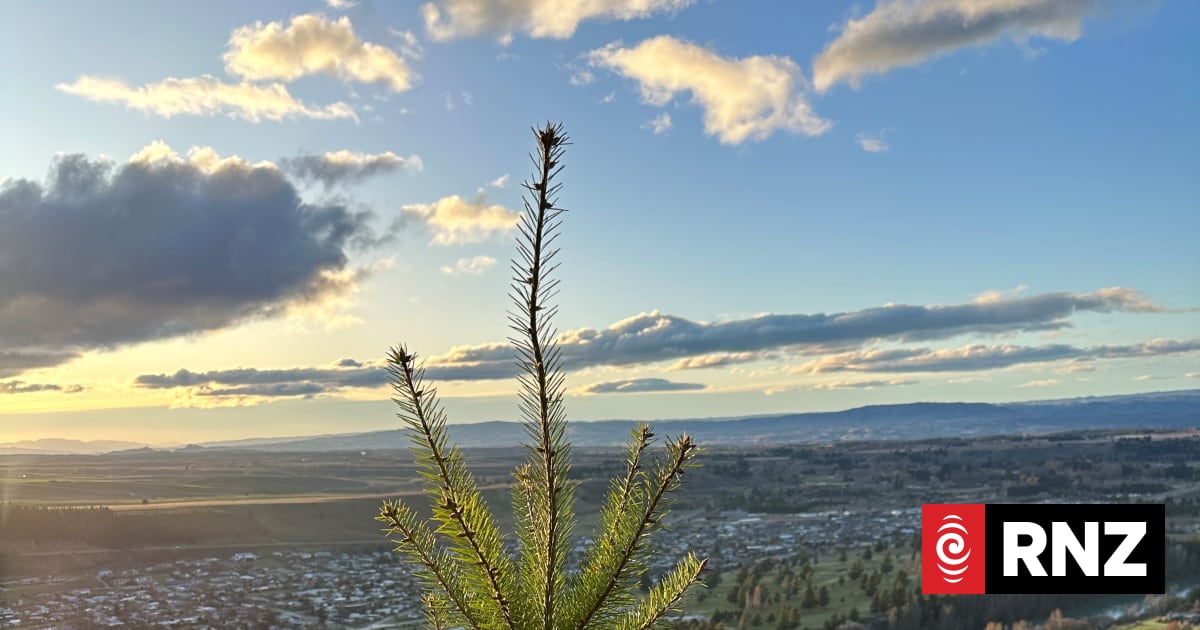 Call for legacy wilding pine forest owners in South Island hotspot to pay for spread