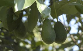 Avocado