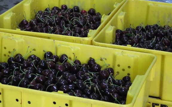cherry punnets