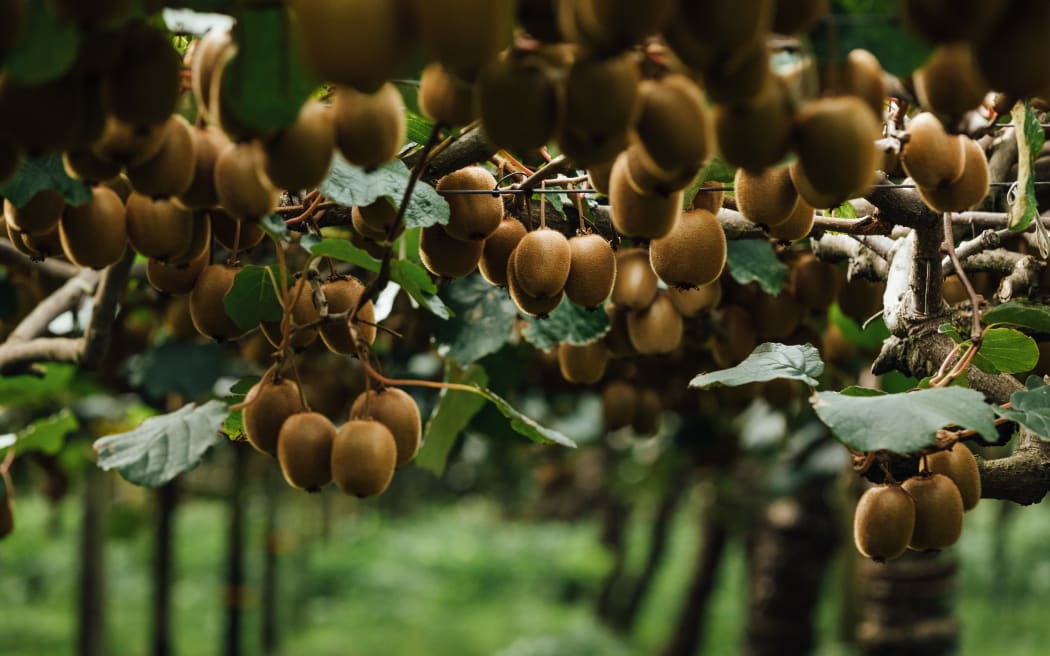 Zespri kiwifruit