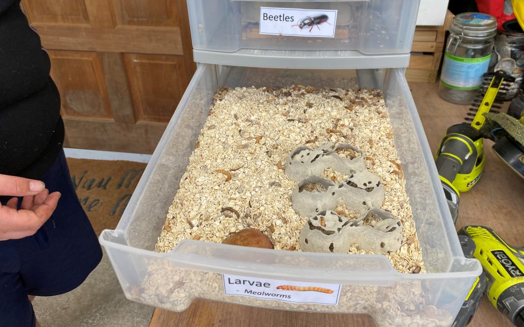 The Little Insect Farm is soon to move fullscale hoping to supply wholesale.
