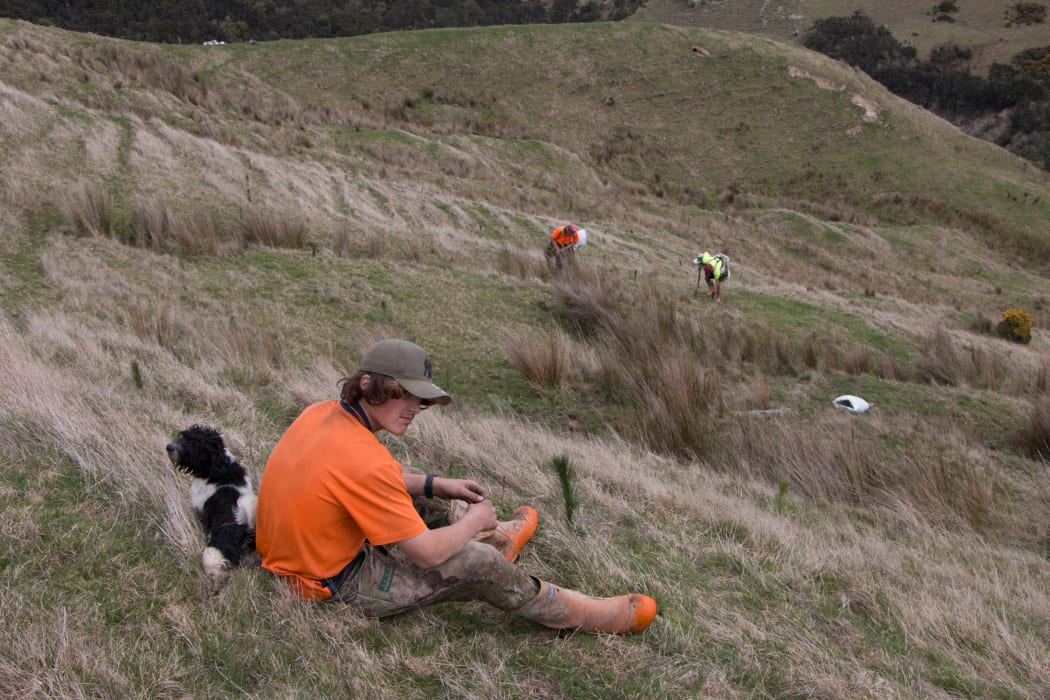Aaron, a seasonal tree planter, takes a break with Johnny the dog at a Tiraumea farm being converted to plantation forestry