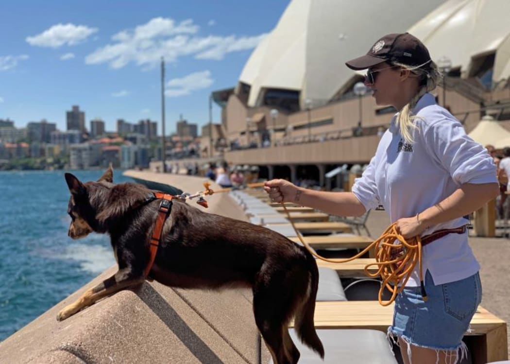 Previous attempts to scare away birds at the popular spot include mechanical hawks and food covers, but the dogs have been the biggest success.
