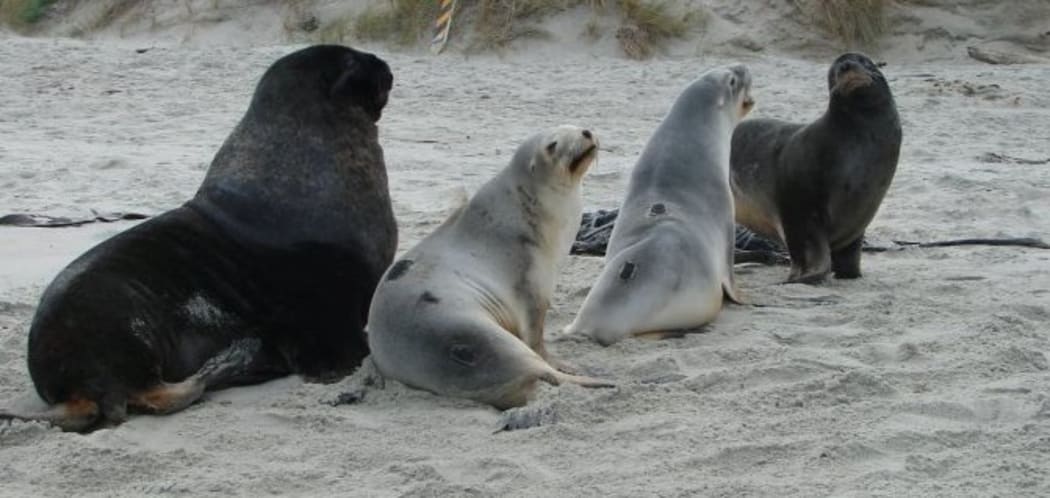 Male and female New Zealand sea lions