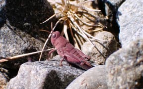 Pink grasshopper found during a Mackenzie Basin survey.