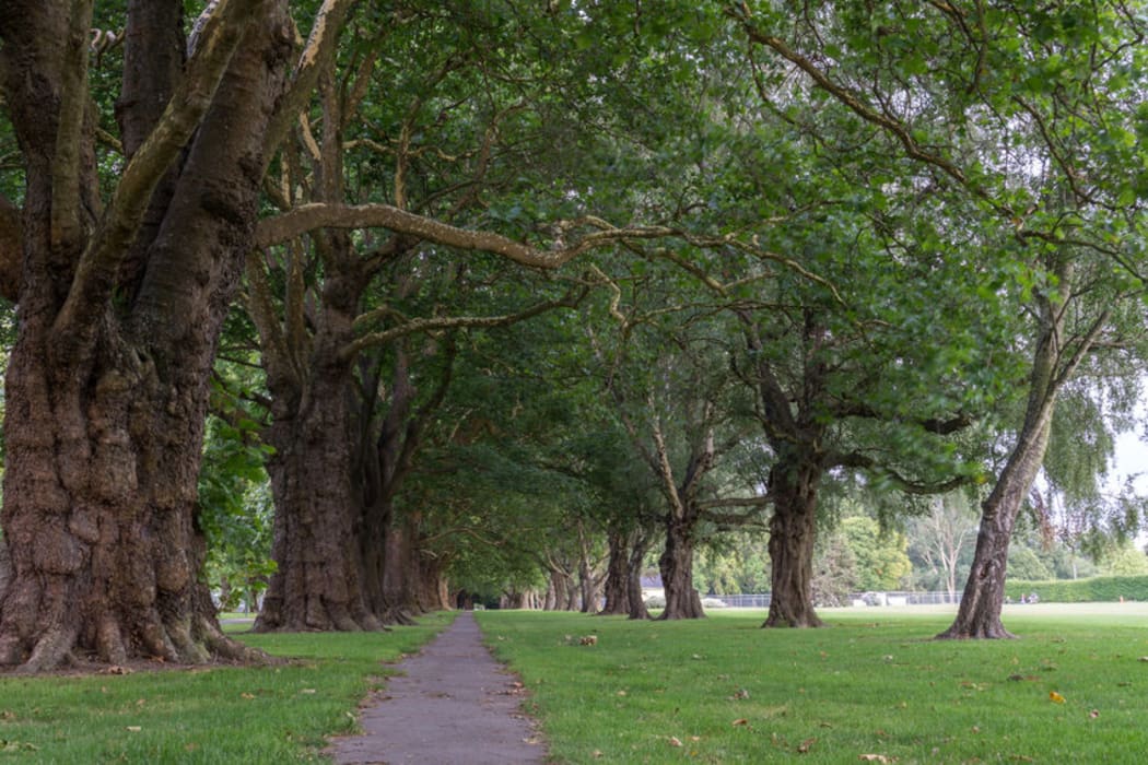 Hagley Park in Christchurch