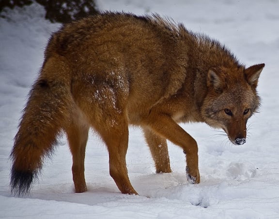 Eastern Coyote in snow in Virginia USA