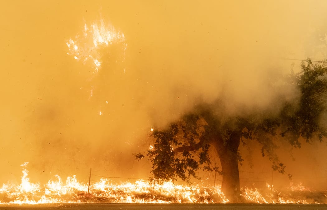Flames and smoke overtake a tree as the LNU Lightning Complex fire continues to spread in Fairfield, California on 19 August, 2020.