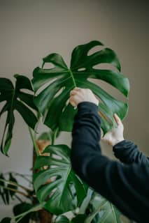 A person wipes the leaves of a green house plant.