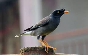 Mynah bird