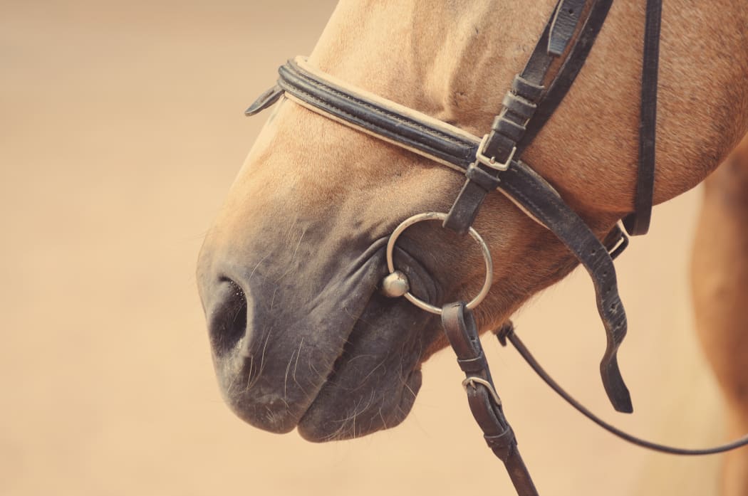 Horse nose or muzzle with bit and bridle.