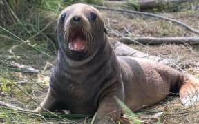 Photos of sea lion Jade's pup, taken in February 2024, the pup was shot and left to die on 23 September, 2024.