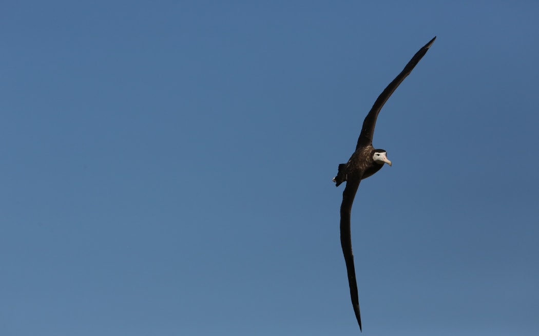 Antipodean albatross - female in flight