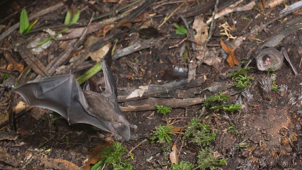 A short-tailed bat flies past a second short-tailed bat feeding at a group of Dactylanthus flowers. Short-tailed bats are very opportunistic and eat a range of foods from insects to nectar and pollen.