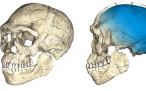 Two views of a composite reconstruction of the earliest known Homo sapiens fossils from Jebel Irhoud (Morocco) based on micro computed tomographic scans of multiple original fossils
