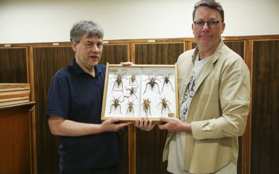 Te Papa entomologist Phil Sirvid and Sir Richard Taylor with one of New Zealand's most iconic insects, the wētā.