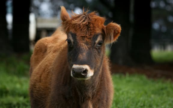 Jersey heifer