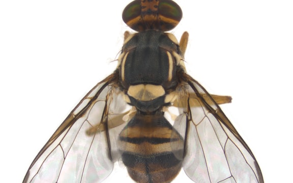 Oriental fruit fly