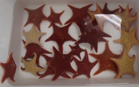 Tank of Antarctic starfish